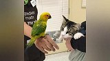 猫咪第一次见到鹦鹉，猫咪的反应差点把主人笑岔气了