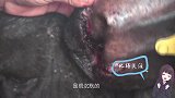 农村杀牛，为什么牛会流眼泪，甚至给屠夫下跪？