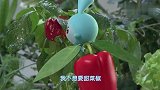 瑞奇宝宝：跳跳长途跋涉，想要胡萝卜，结果就在自己屁股底下！