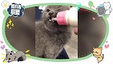 猫咪“喝奶”吧唧嘴，内心OS：这味道有点上头！