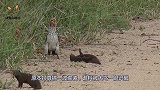 猫鼬全体出动围攻疣猪，疣猪却直接躺地上，任由猫鼬作践！