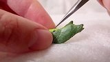 蝴蝶的蛹上有不明黑点，男子拿来镊子一拨，奇怪的事发生