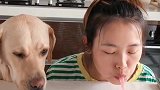 拉布拉多主人我就看看又不吃，你拿刀干啥！