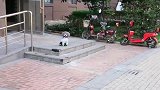 泰迪父子俩出去遛弯，一个太顾家一个太贪玩，这就是年龄的差距