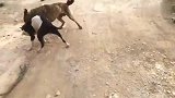 比特犬对决混血中亚牧羊犬，中亚凭借体型优势将比特按倒在草丛里