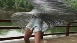 一顿操作猛如虎，奈何对方是高手，厉害了我滴姐！