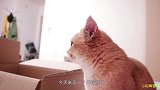 把猫和一整碗猫薄荷关在箱子里五分钟后开箱，结局高能