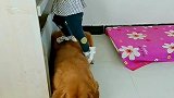 毛孩子的日常
