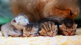 猫咪把一窝小奶猫挨个叼给主人，猫咪铲屎的，帮我看会