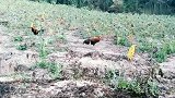 在田里用家鸡做诱饵，你猜野鸡会上当吗