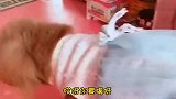 爸爸和妈妈吵架，泰迪艾米要躲起来看热闹！
