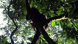 实拍：猴子孤独的在树上逍遥