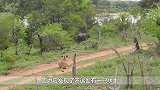 狮子想要捕食野牛，却被野牛同伴一下顶飞，狮子吃了大亏！
