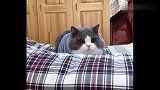 说实话，猫的瞳孔真是让女孩子羡慕，自带美瞳，一秒变妆！