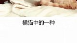 中国田园猫 中华名猫 你还知道哪几种田园猫呀？