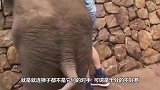 大象与野牛正面较量，锋利象牙刺穿牛身，镜头记录全过程