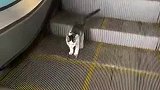猫使劲走，总有一天电梯就会没电了！
