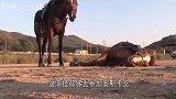 “戏精”转世，不想被人骑就躺地上装死，太逗了