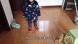 小辫侄子来看狗狗嬉闹，大拉拉拆小金毛的窝，最后小奶狗生气反抗