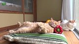 猫咪呼呼大睡，醒来后朦胧的小眼神，真可爱啊！