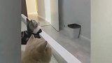 看这种”教育片“，猫咪是永远抓不到老鼠的