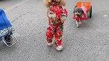 两个小狗一起去玩了