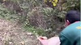 养猪专业户的神操作，学会骑猪上山就再也不怕累了