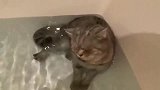 狸花猫：猫咪不怕水已经天下无敌了，还能在水里收放自如的