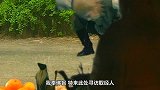 观音驾临长安寻找取经人，为何借住土地庙？菩萨的手段太高明！