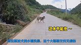 阿拉斯加犬大憨憨不顾女主人的反对，出来找地方泡澡，太不听话了