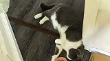 猫：我进来了，我又出来了