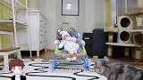 8个月宝宝睡觉被小猫撞见了，接下来小猫的举动，看完不许笑！