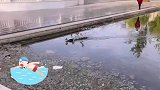鸭妈妈带小鸭子们冲浪，上岸后瞬间忘了还有孩子