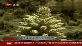 植物“安第斯女王”面临灭绝危险