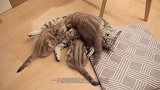三只小猫趴在大猫怀里喝奶，大猫竟然走开了，小猫们简直怀疑猫生