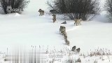 狼撕咬着野牛，然后反被野牛一顿踩，镜头拍下全过程