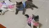 主人给几只小猫穿漂亮衣服，猫宝宝立刻嗨起来，抱住猫妈一顿狂疯