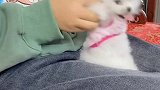 为了八块腹肌奋斗狗生不易