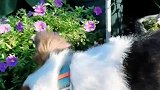 你们当我是兔子好啦，我喜欢有鲜花有青草