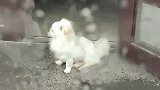 男生雨天和狗狗搭讪，结果以失败告终