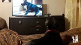 斗牛犬看到电视里的狗子太伤心，网友：这斗牛也太有同情心了