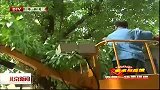 北京新闻-20120417-及时修剪树木，消除安全隐患