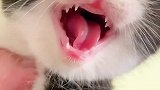 你肯定没见过，小奶猫的小乳牙！