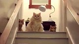 铲屎官很晚回到家后，三只猫咪怒气冲冲地迎接主人，太逗了