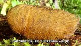 男子在野外发现了两条“毒蛇”，走近仔细一看，才发现不对劲