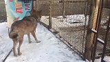 当野狼遇上狐狸，会是一番什么景象！