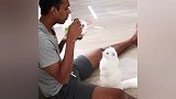 猫看到主人吃沙拉，馋的不但站立起来还直吧嗒嘴！