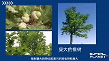 启明星-Day 42 综合素质培养-自然艺术家4-6&7-9