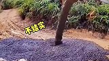 我不专业但是不瞎