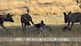 羚羊刚上岸，就中了野犬的埋伏，一场恶战后羚羊只能被分食